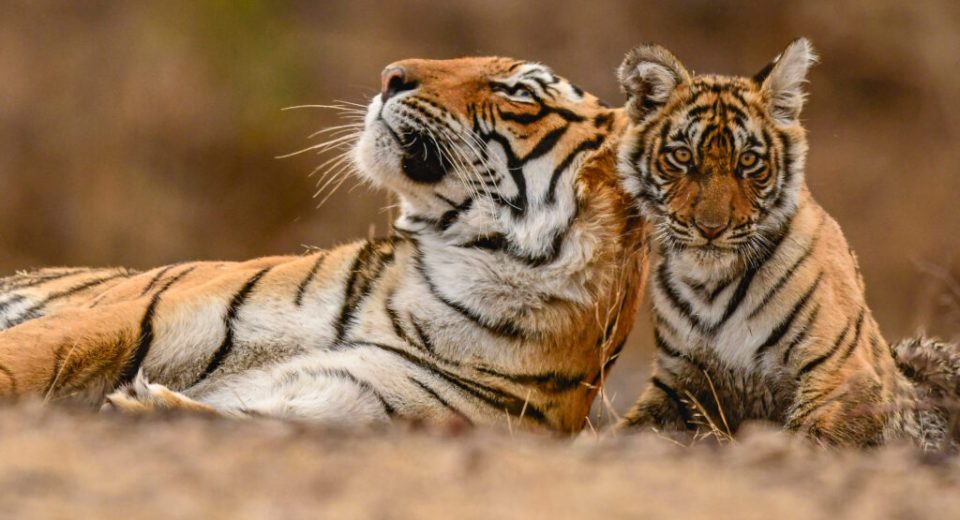Tigers
