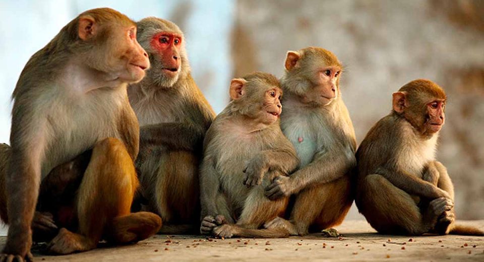 Monkey in G20